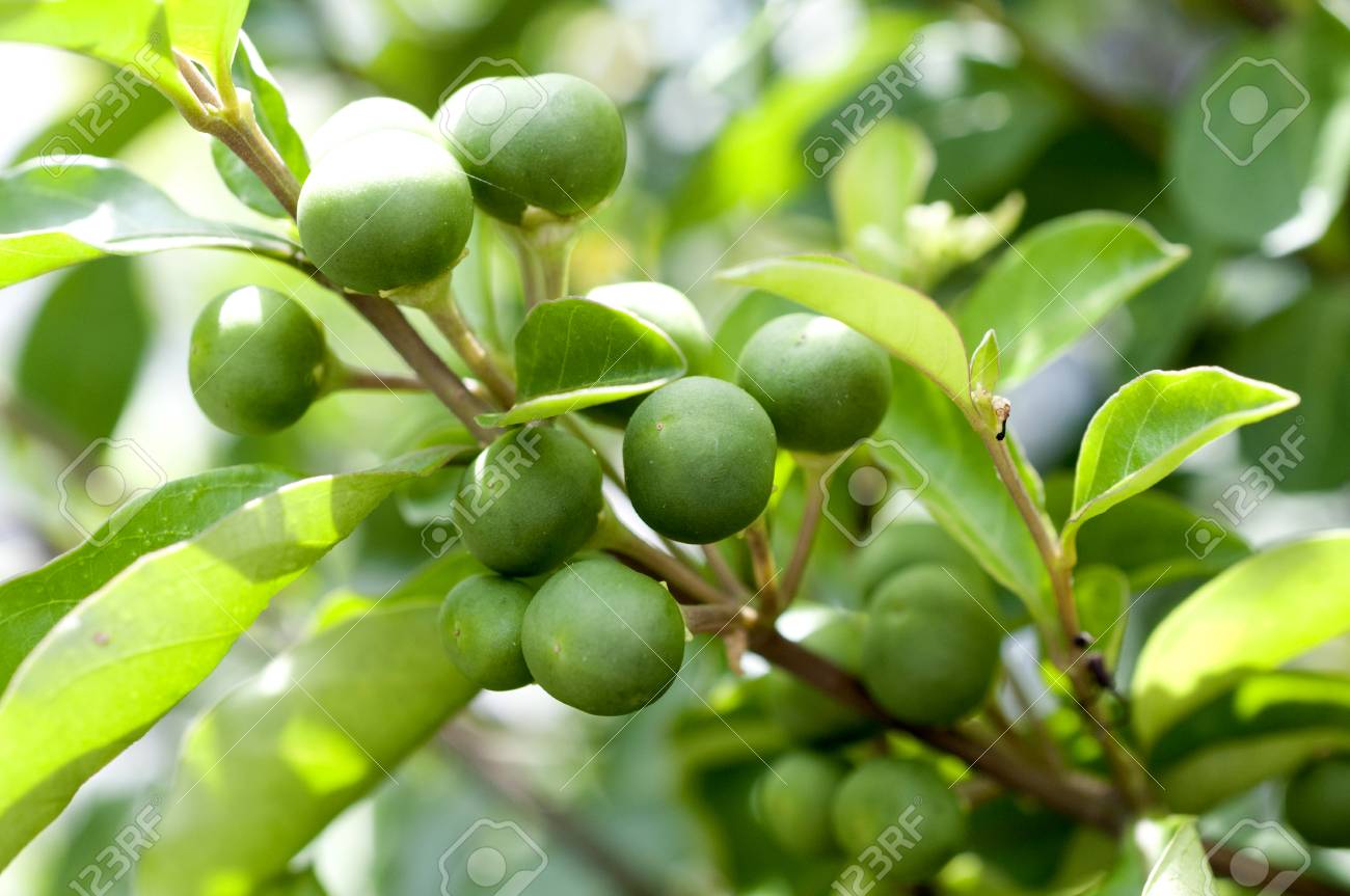 Cây Chanh trường. Solanum spirale Roxb - Cây Thuốc Nam Quanh Ta
